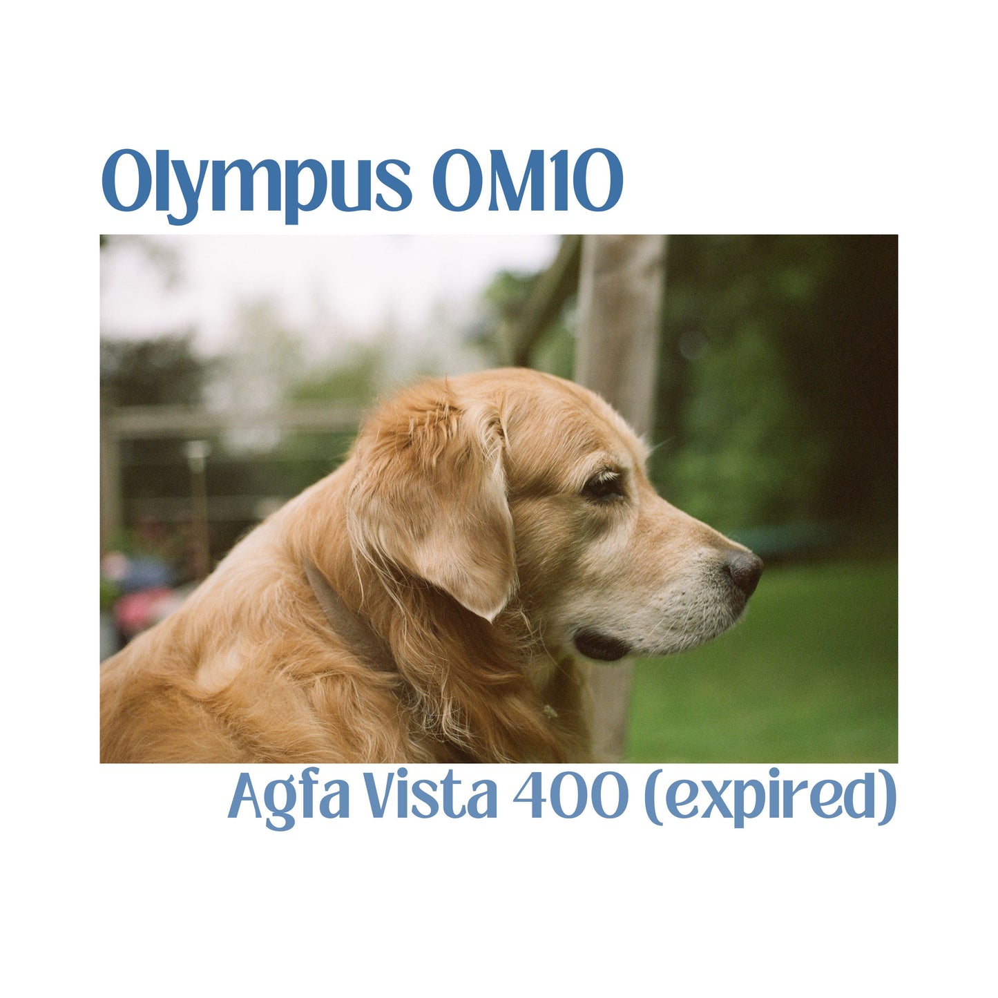 Olympus OM10 - Sage Green