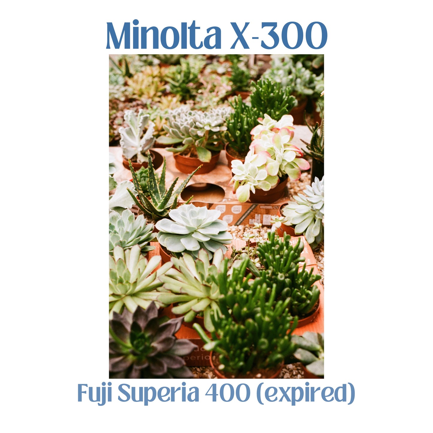 Minolta X-300 - Black