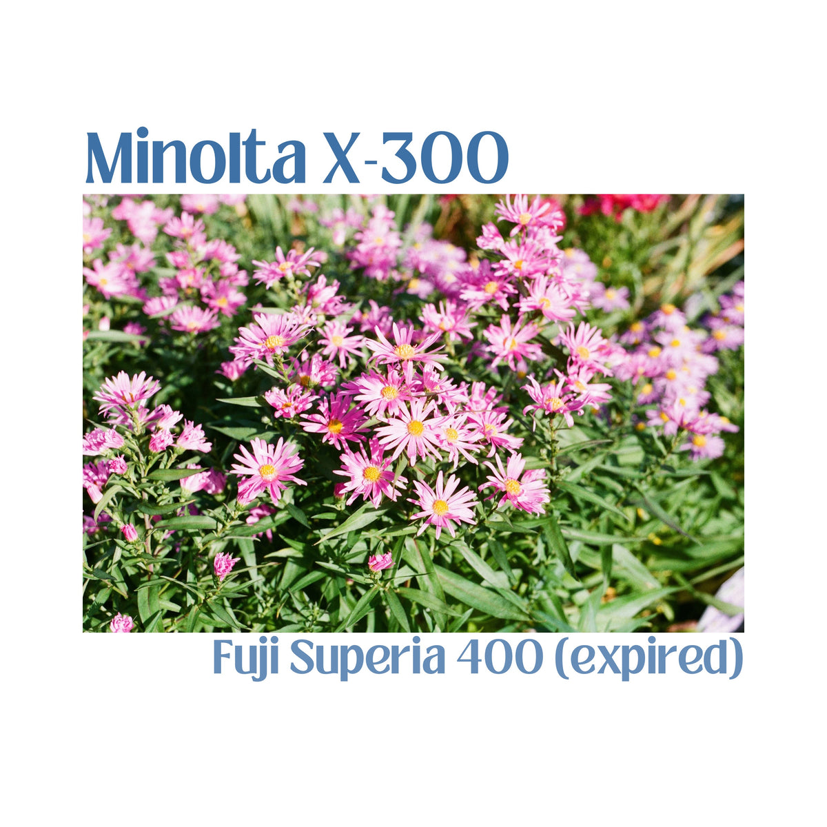 Minolta X-300
