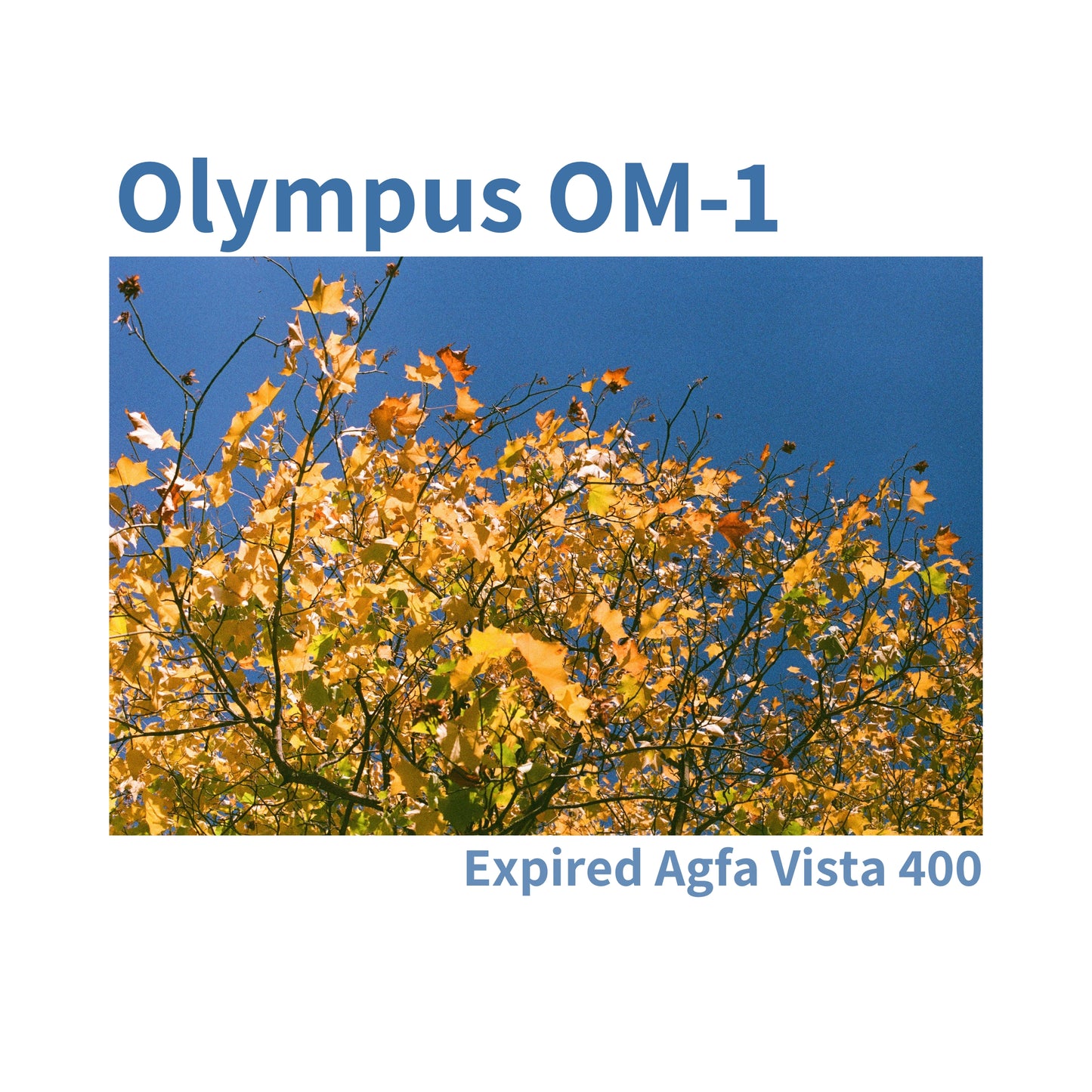 Olympus OM-1 - British Racing Green