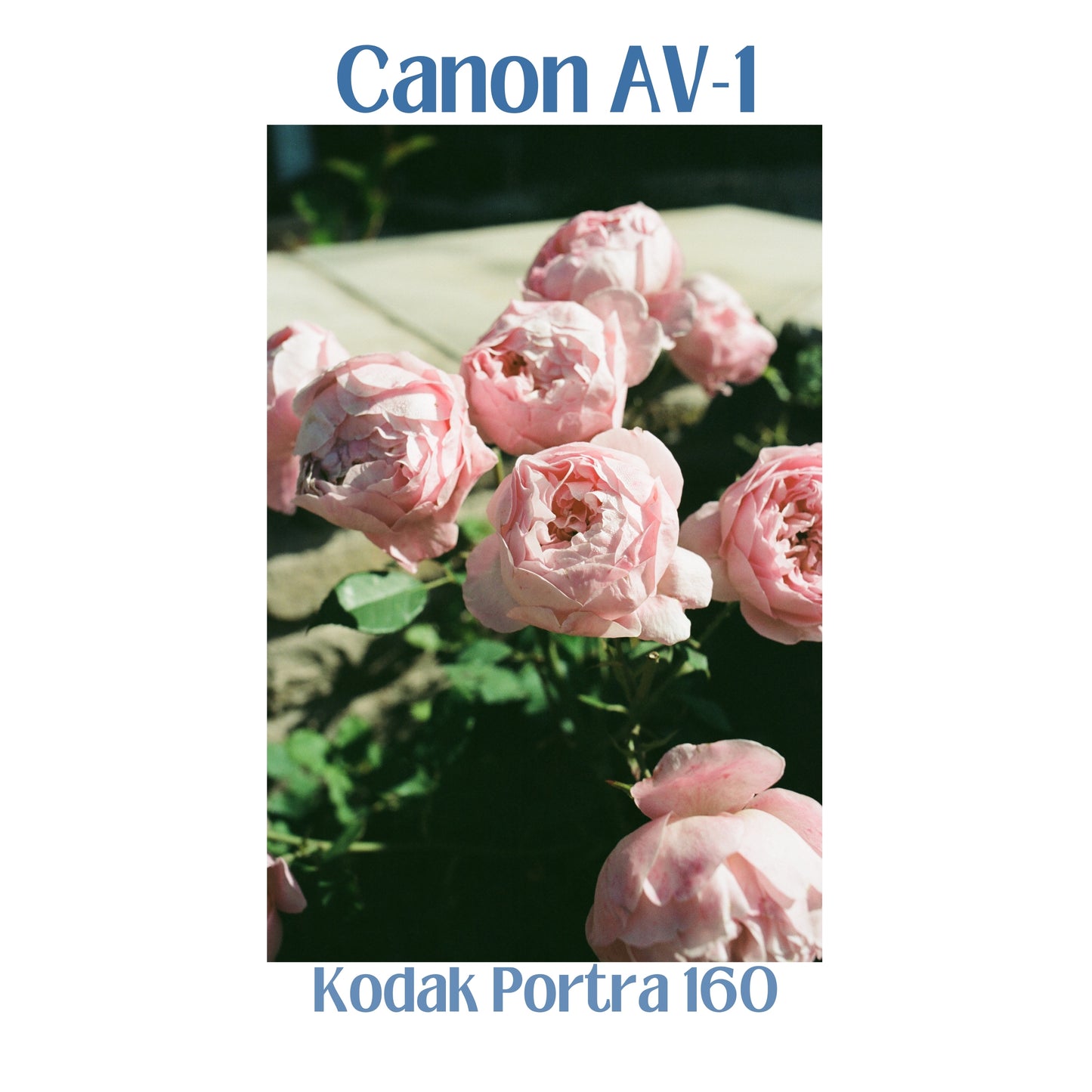 Canon AV-1