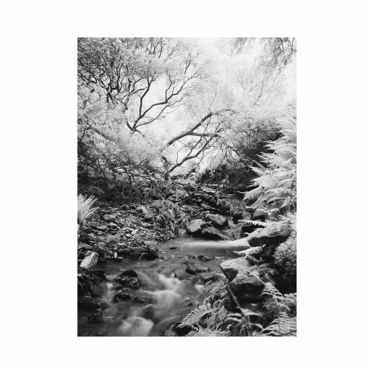 Ilford SFX 200 - 120 Film