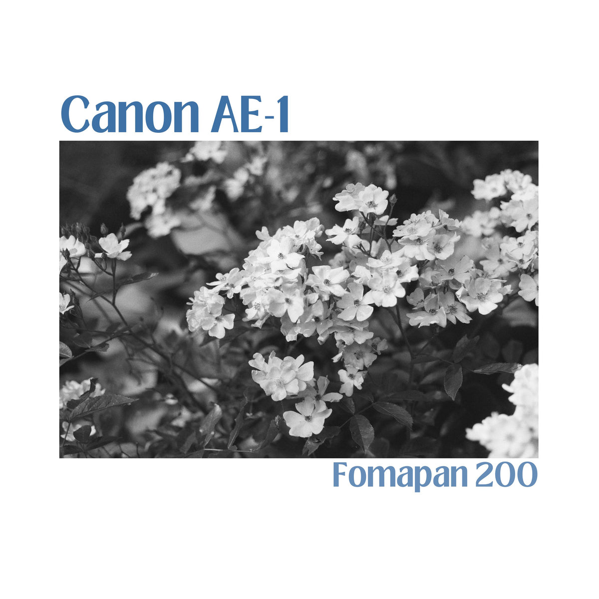 Canon AE-1