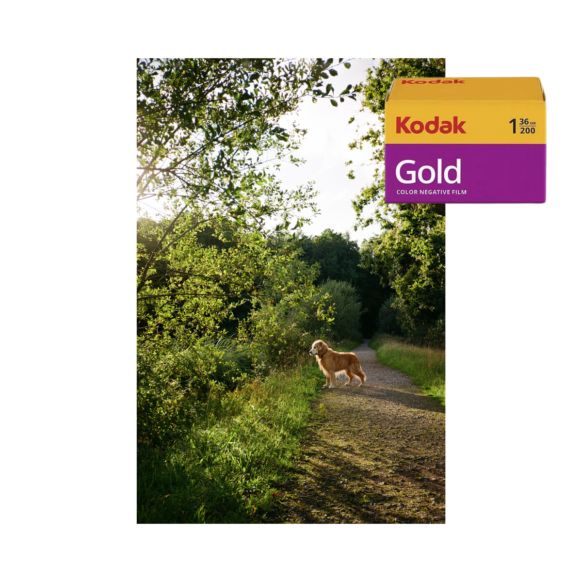 Kodak Gold 200 - 3 Pack - 35mm Film
