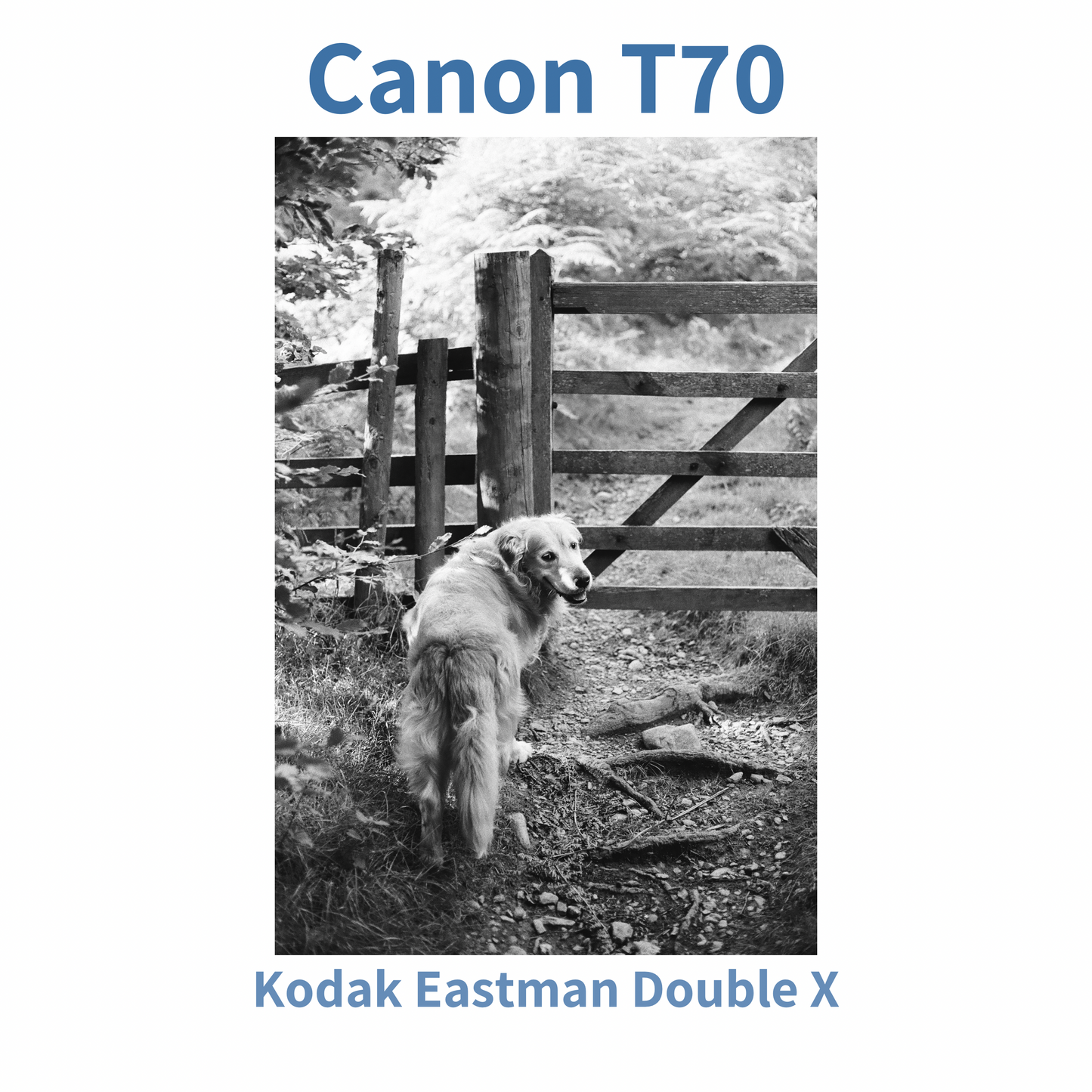 Canon T70