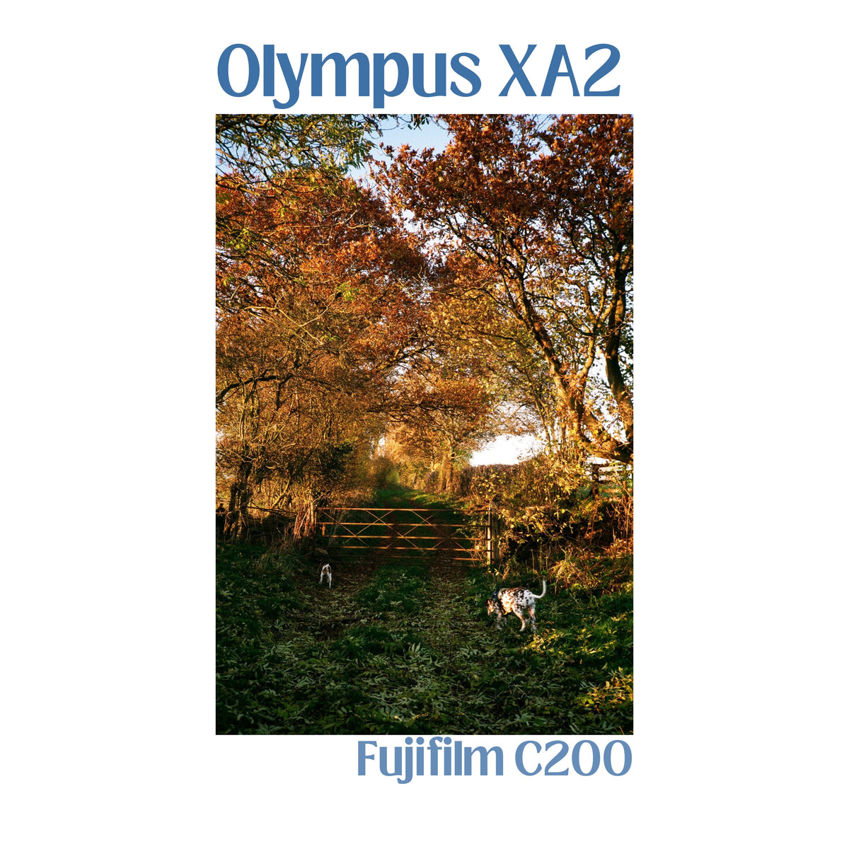 Olympus XA2 - Urban White (Limited Edition)