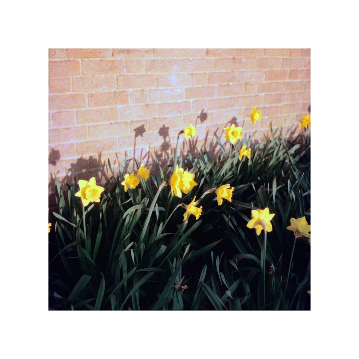 Harman Phoenix 200 - 120 Film