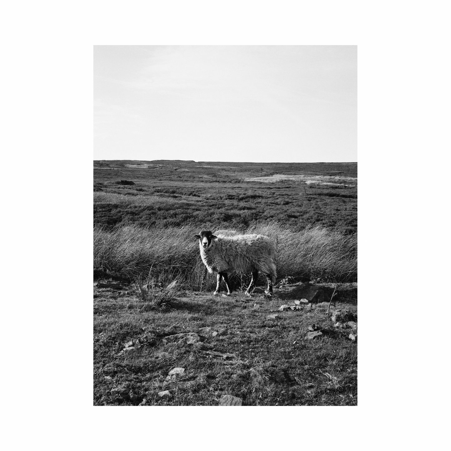 Ilford XP2 Super - 120 Film