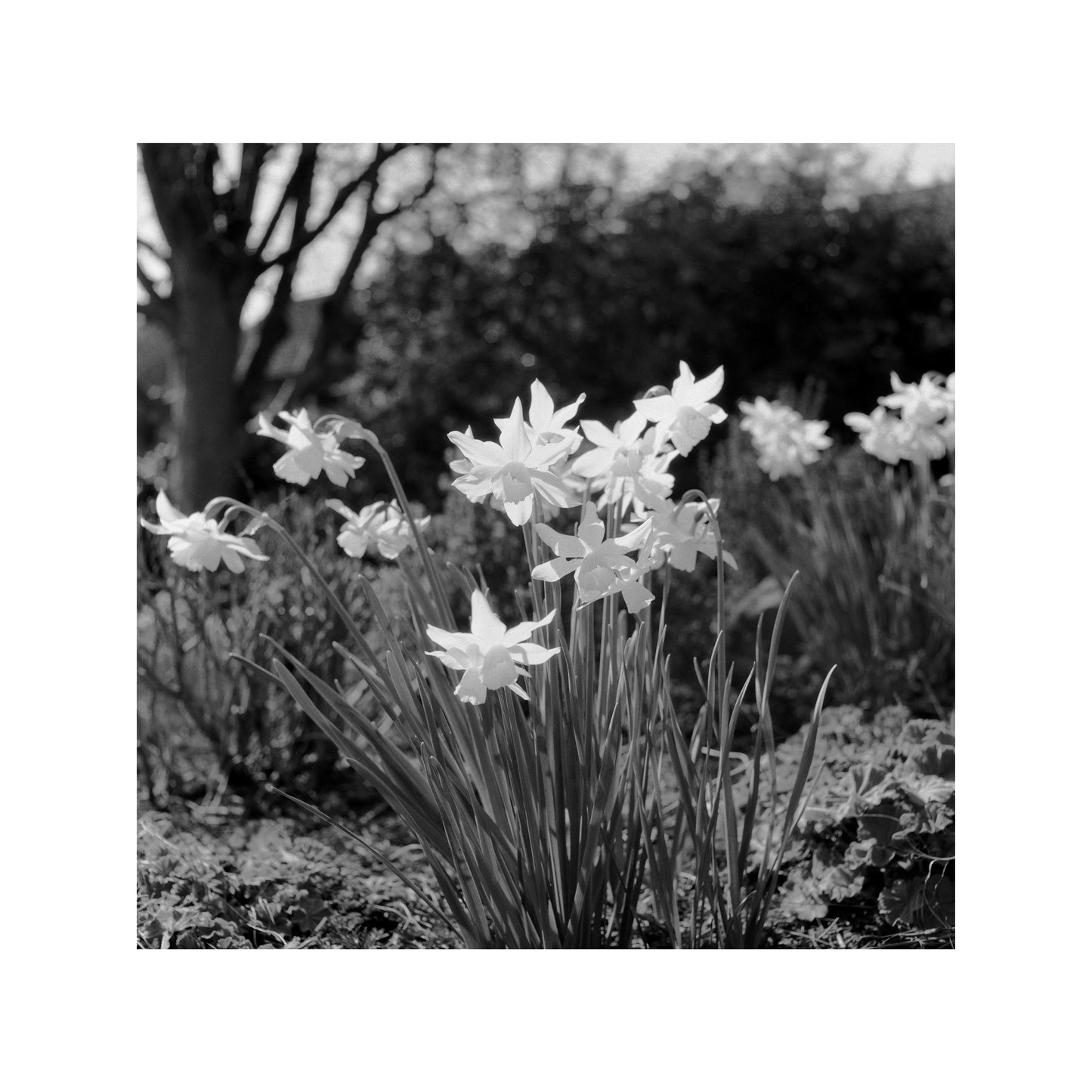 Kentmere Pan 100 - 35mm Film