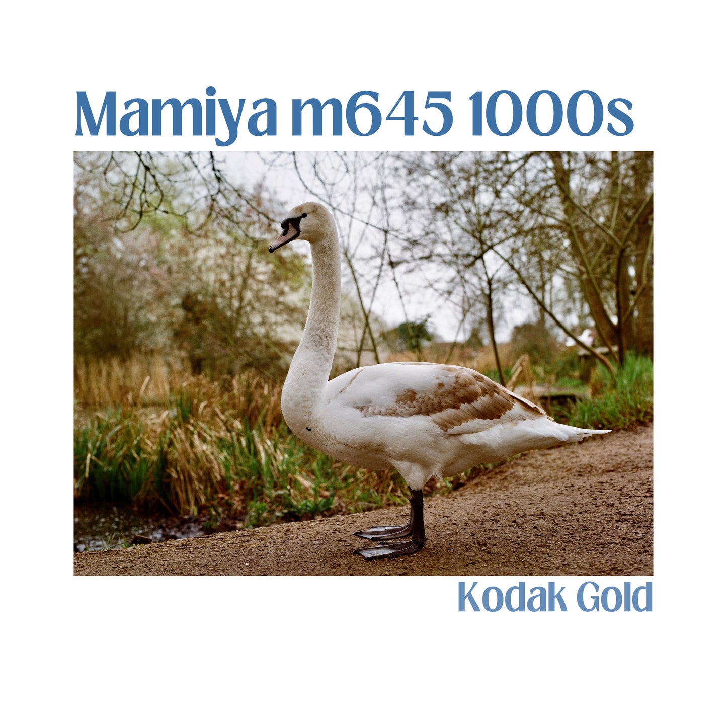 Mamiya m645 1000s