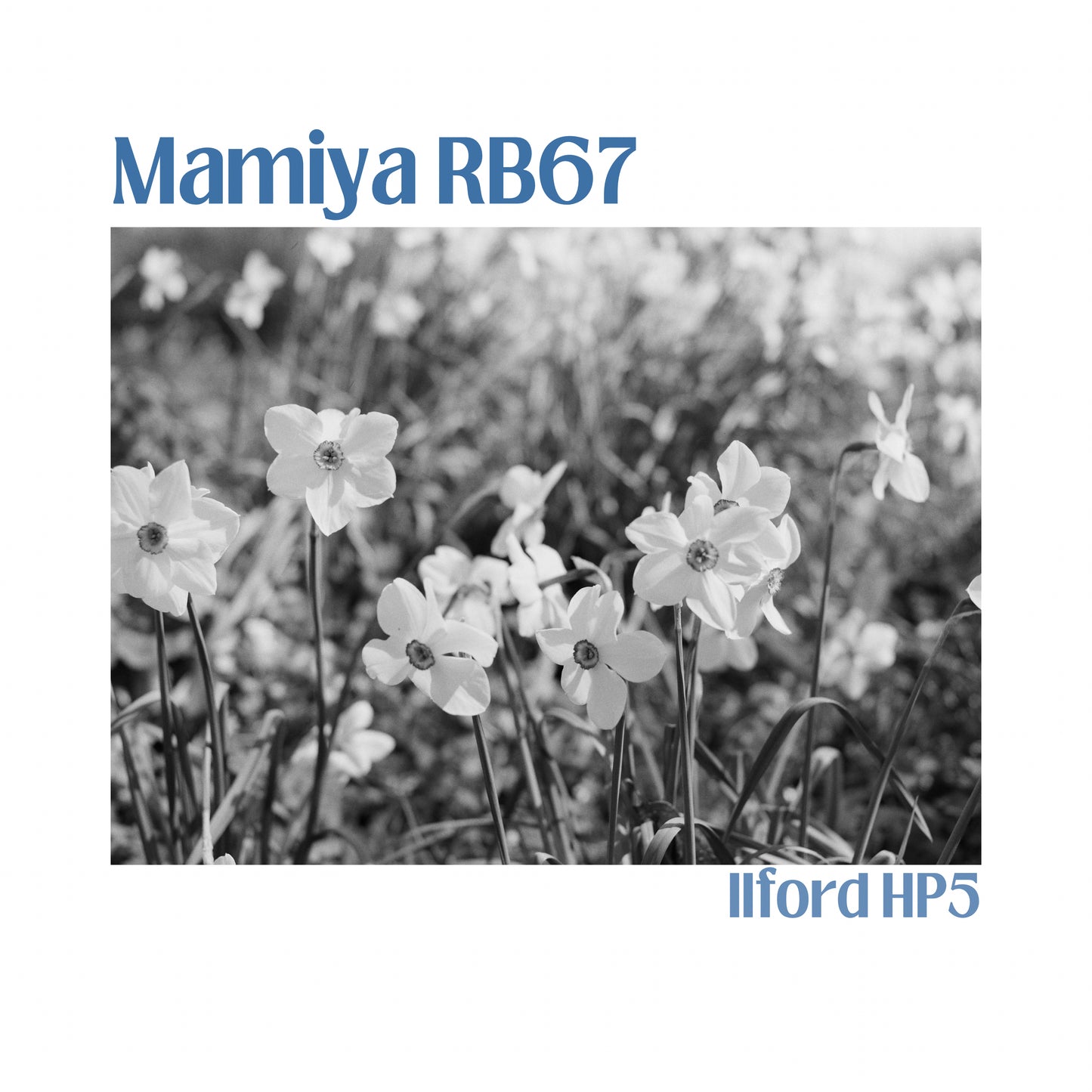 Mamiya RB67 Pro SD with 90mm f3.5 lens