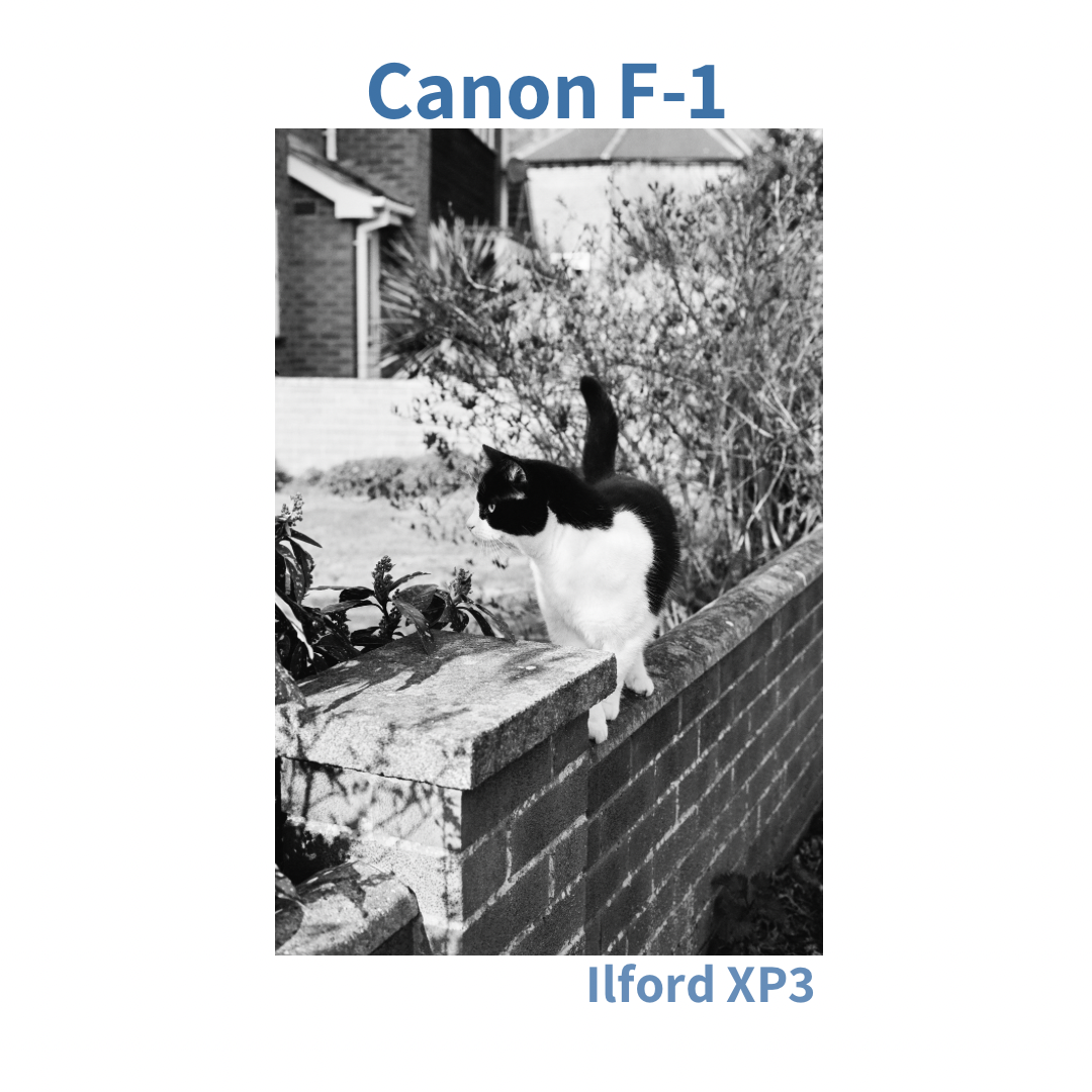 Canon F-1 - Sage Green