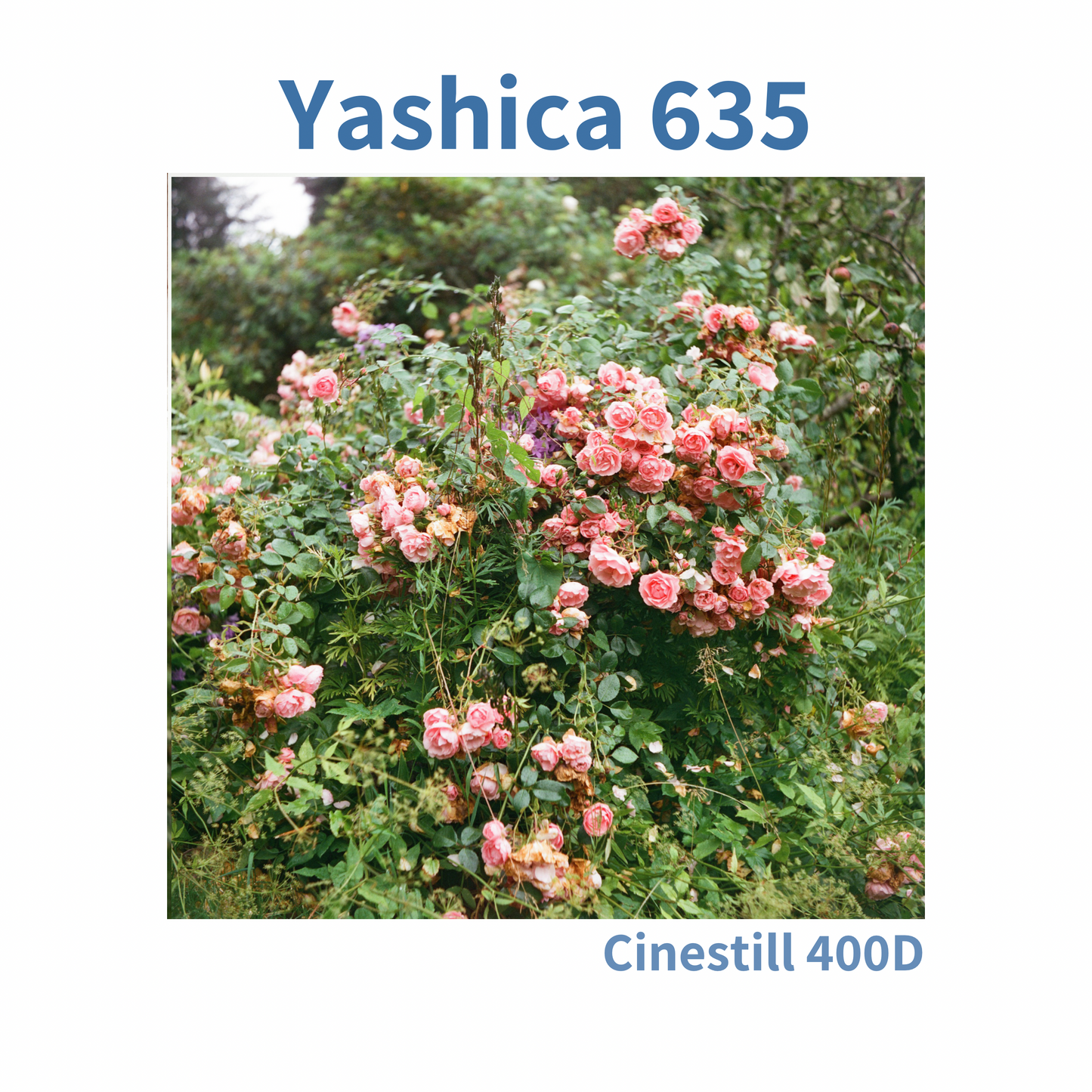 Yashica 635