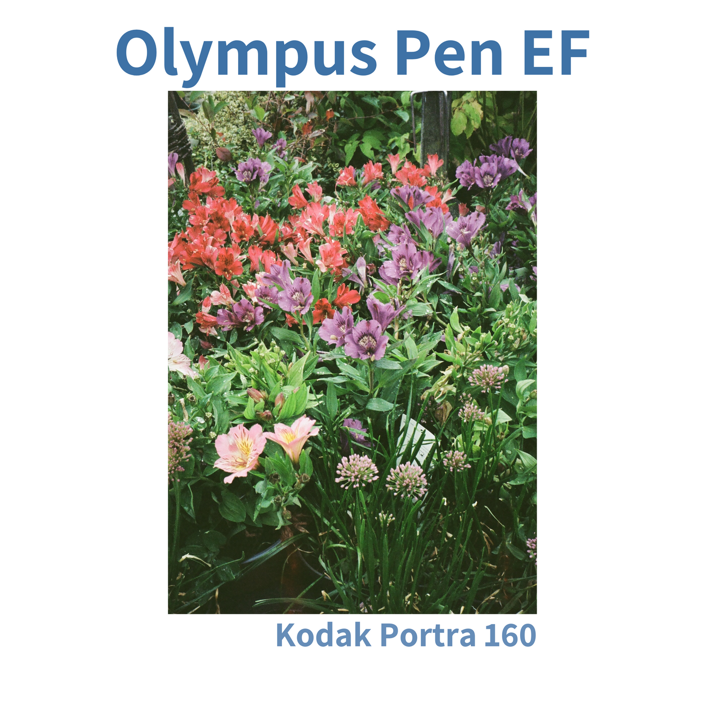 Olympus Pen EF