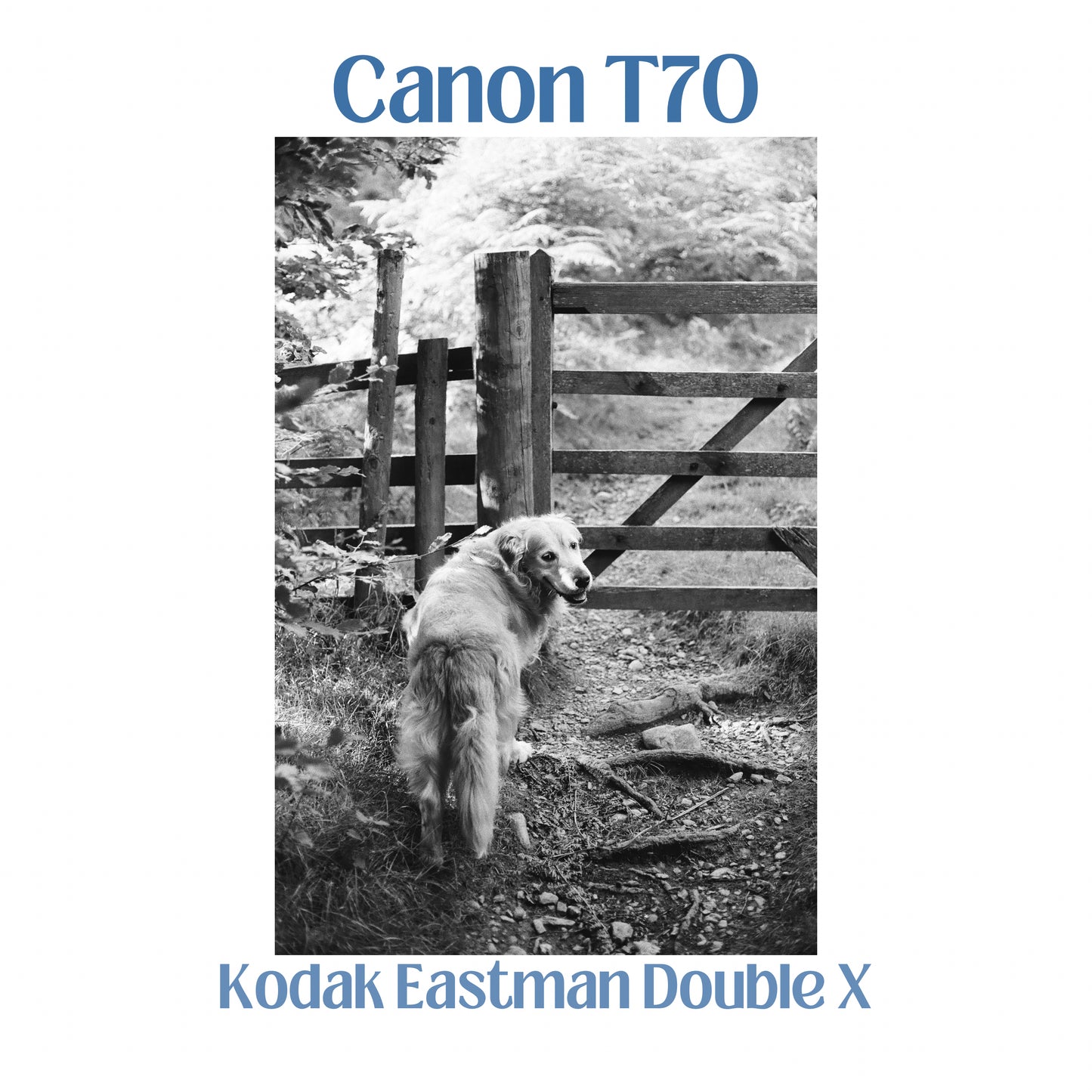 Canon T70