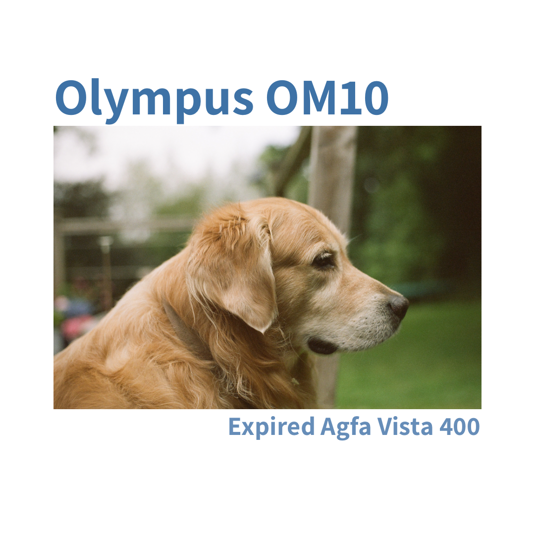 Olympus OM10 - Sage Green