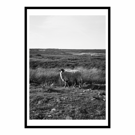 Shining Tor Sheep