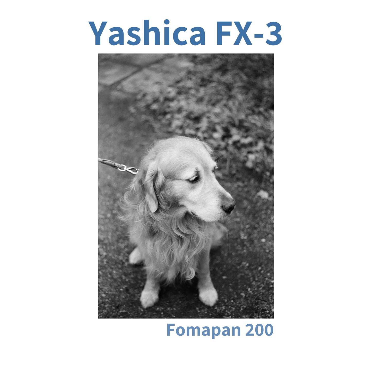 Yashica FX-3 - Red