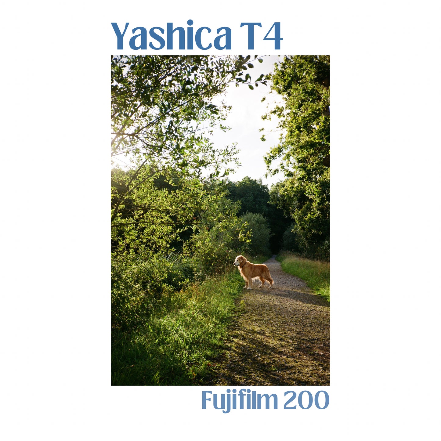 Yashica T4