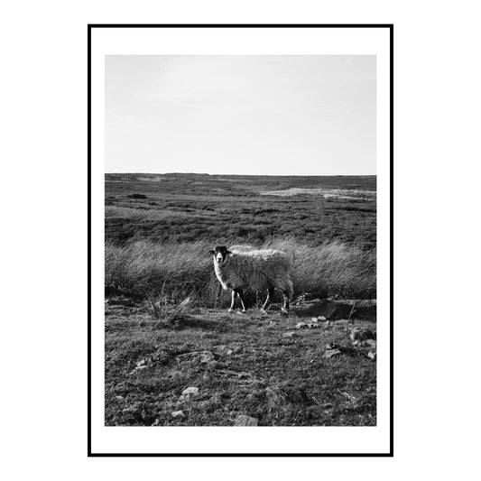 Shining Tor Sheep