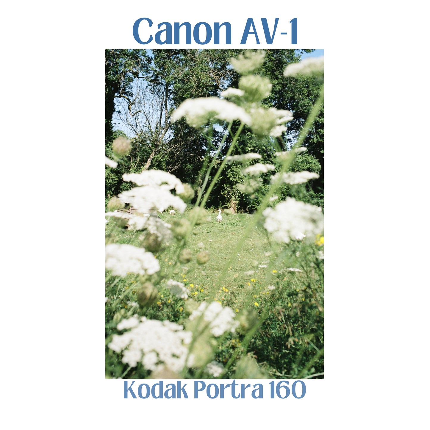 Canon AV-1