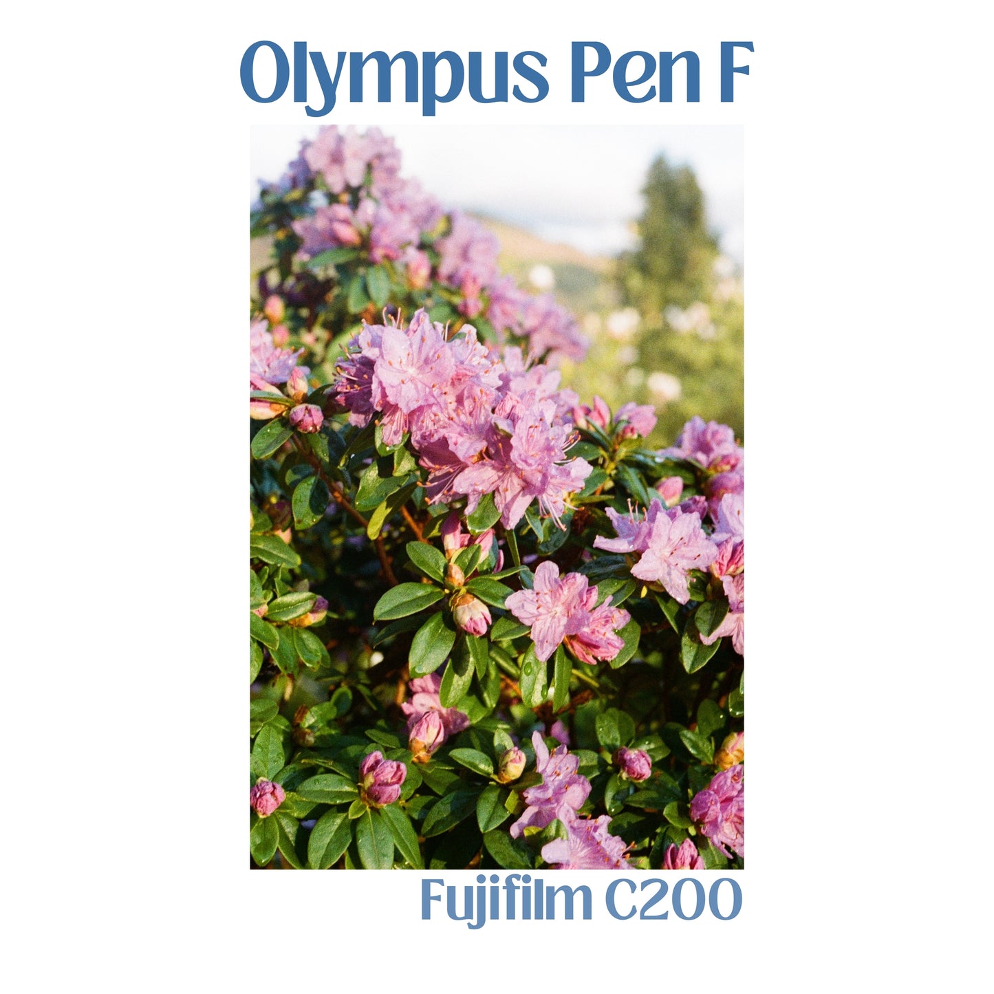 Olympus Pen F