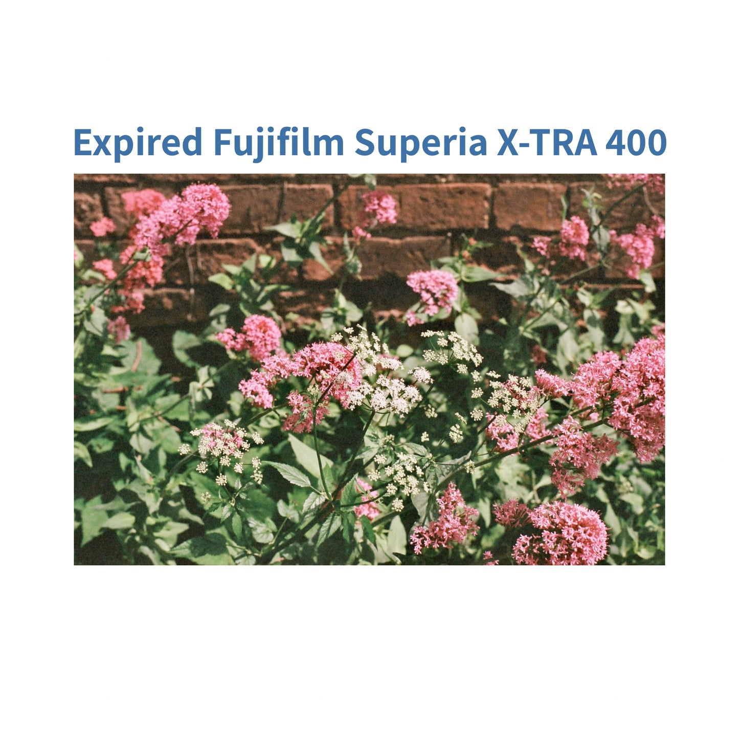 Fujifilm Superia X-Tra 400 (Expired)