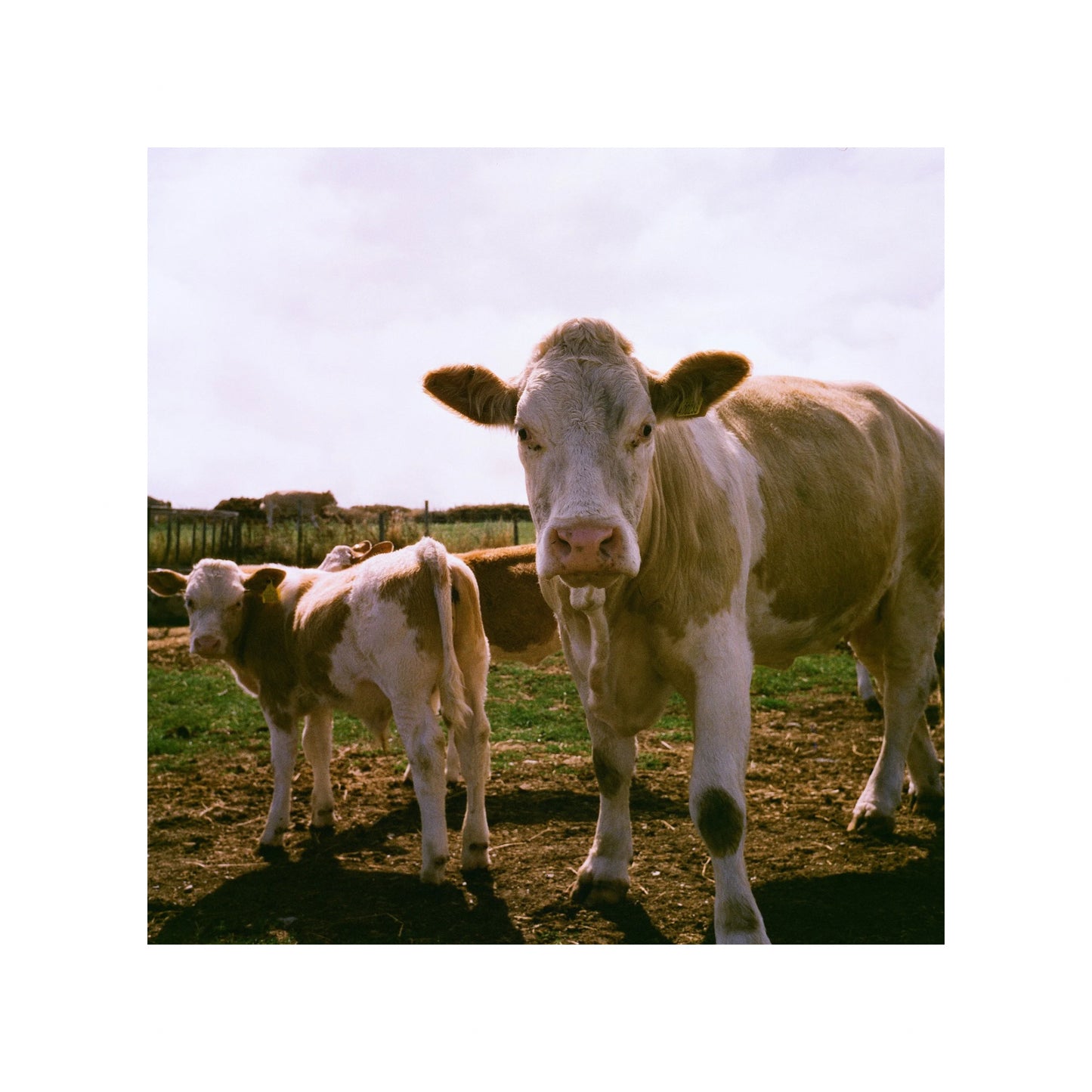 Harman Phoenix II - 35mm Film