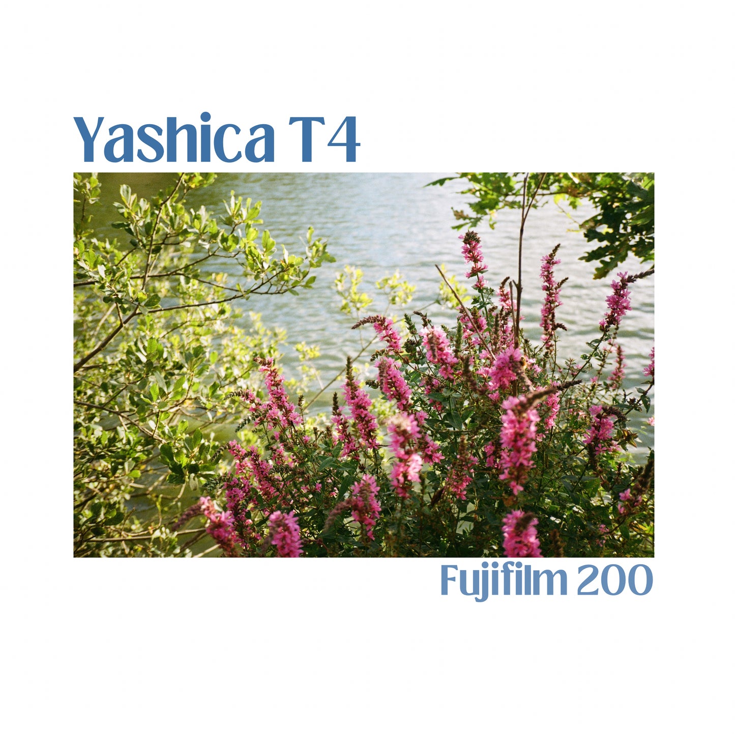 Yashica T4