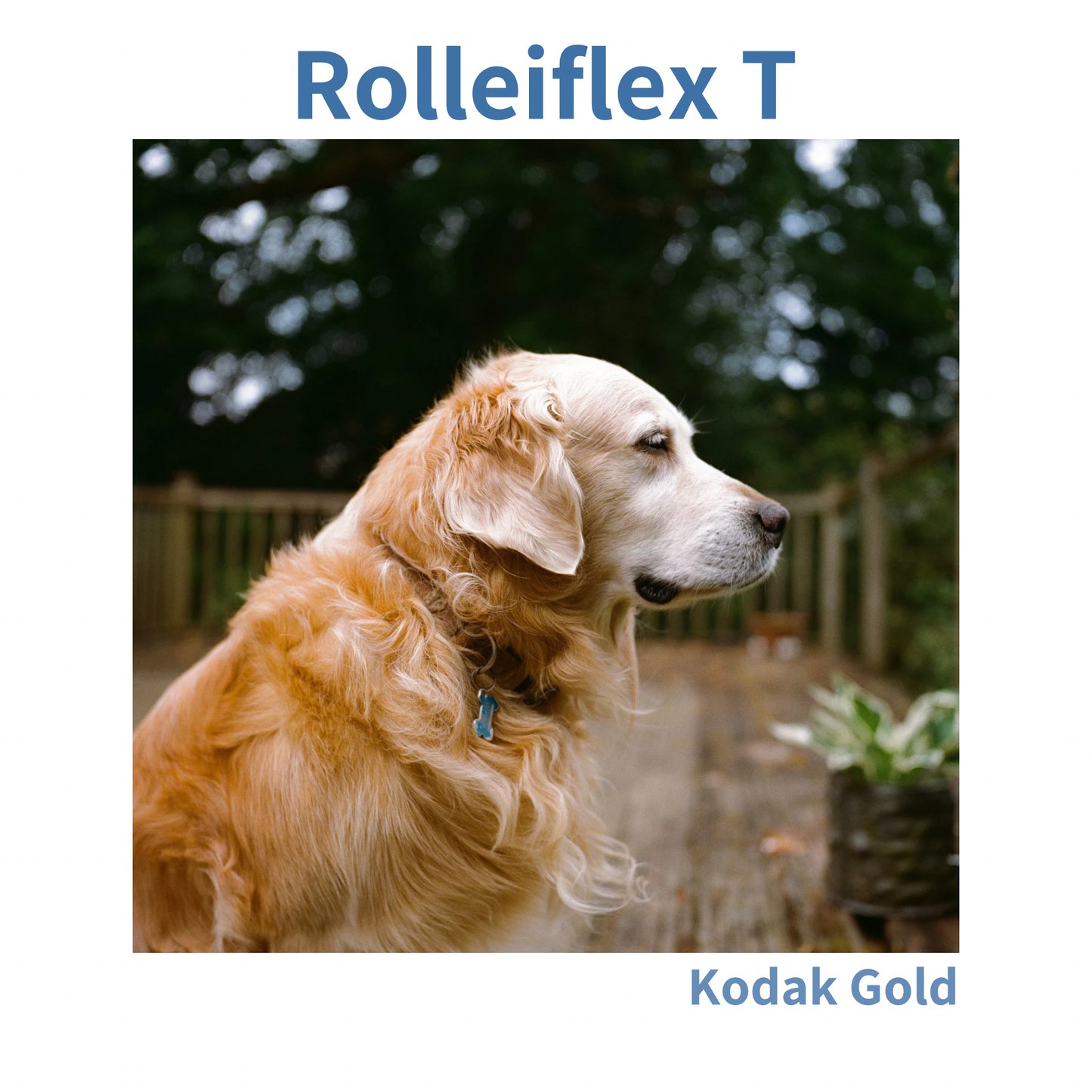 Rolleiflex T - Model 3 (White Face)