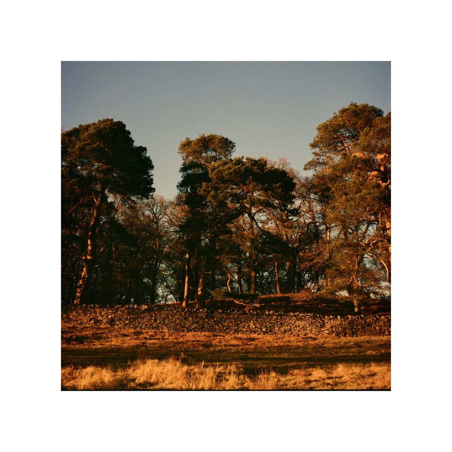 Harman Phoenix 200 - 35mm Film