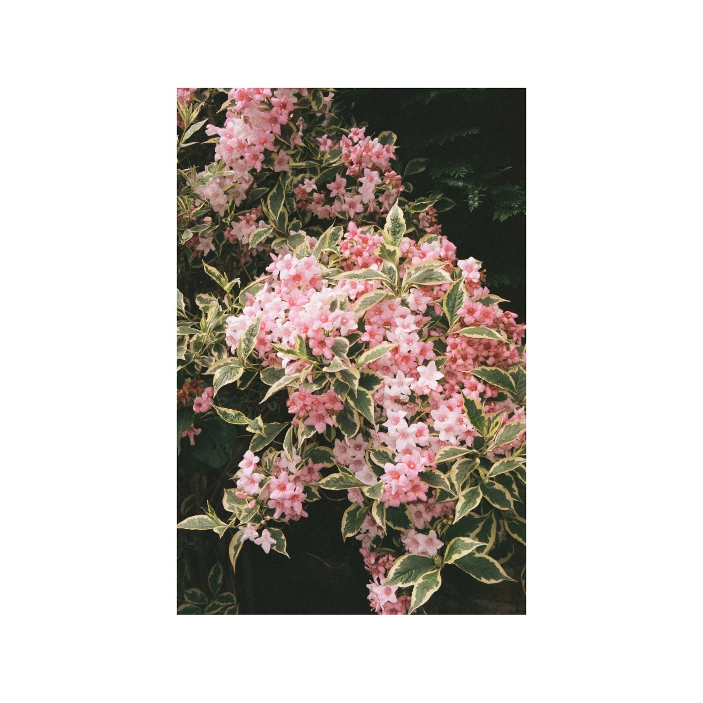 Fujifilm Superia X-Tra 400 (Expired)