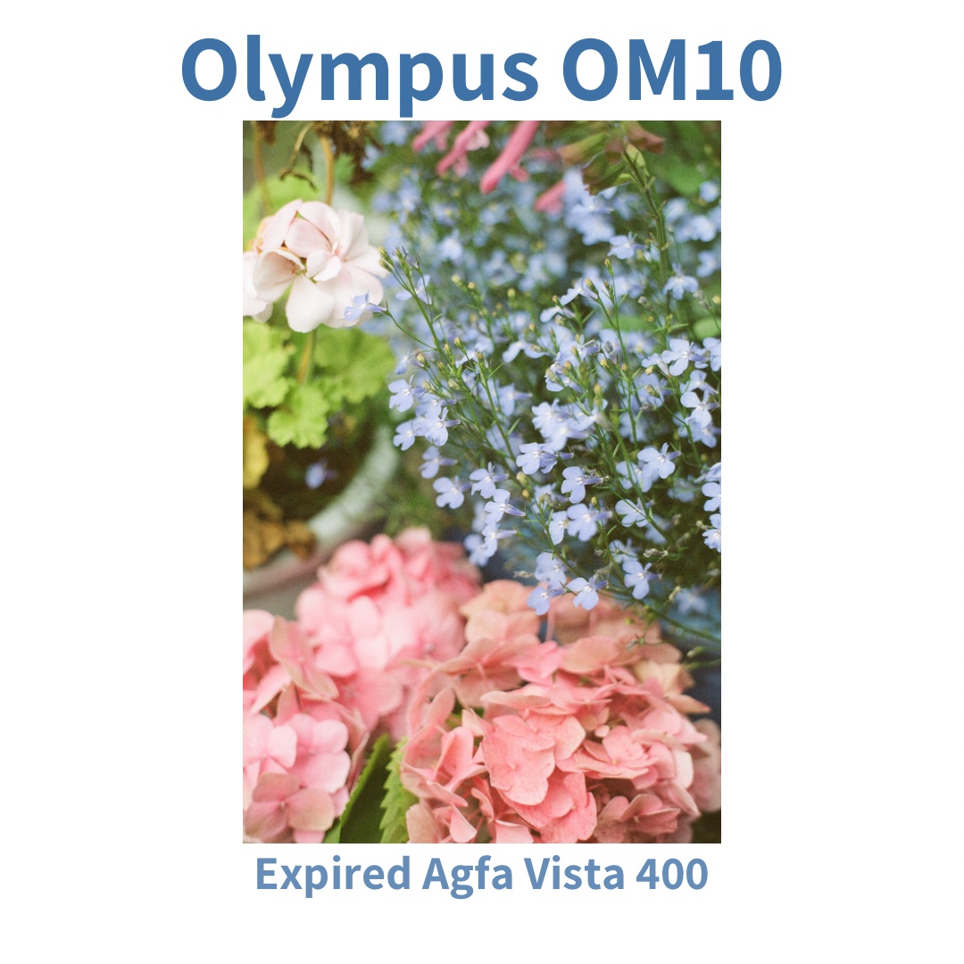 Olympus OM10 - Black Edition