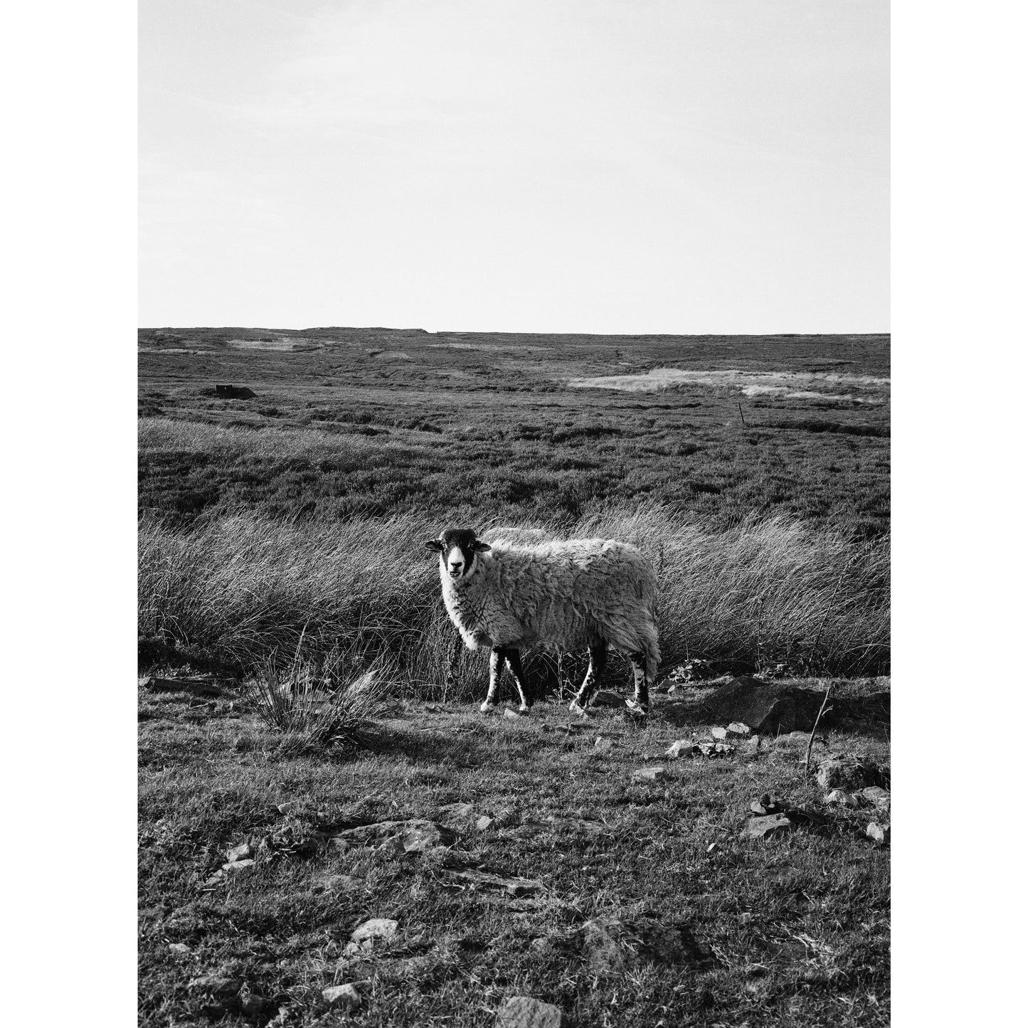 Shining Tor Sheep