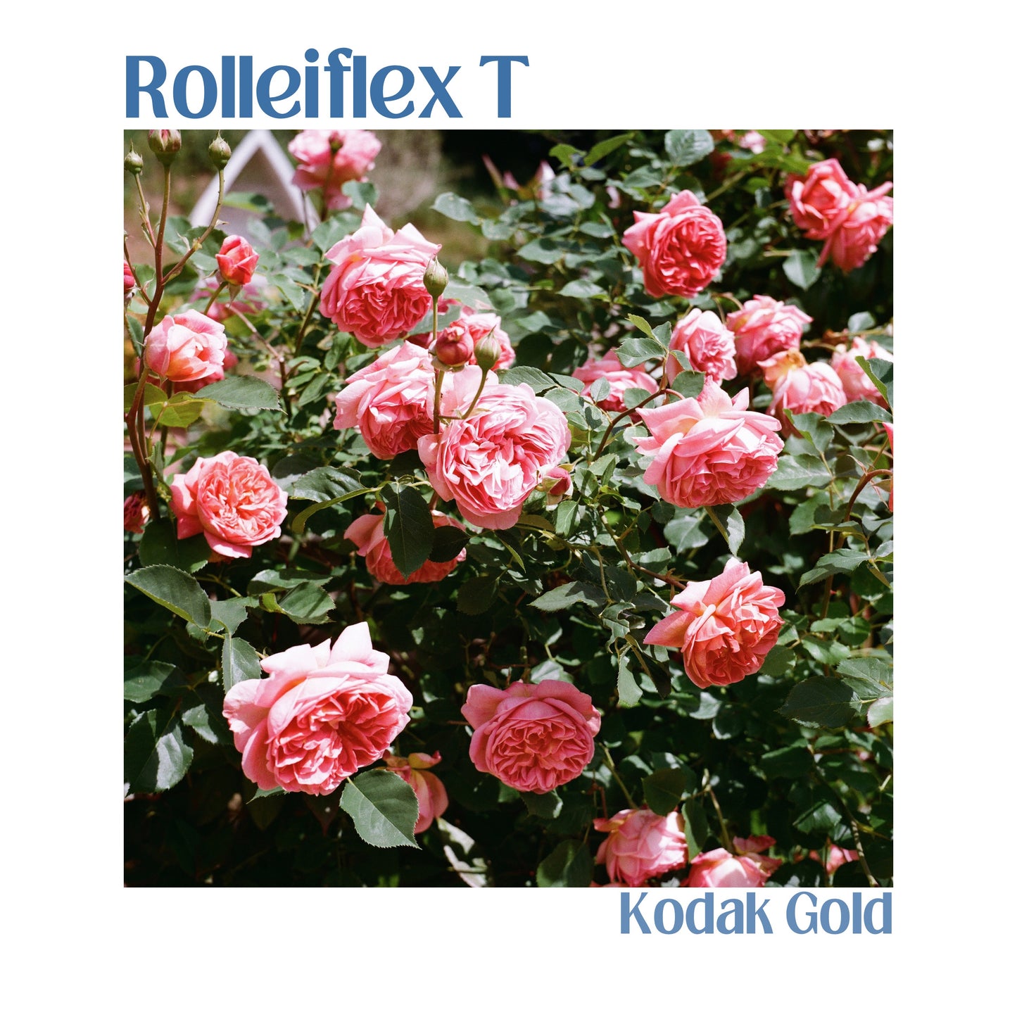 Rolleiflex T - Model 3 (White Face)