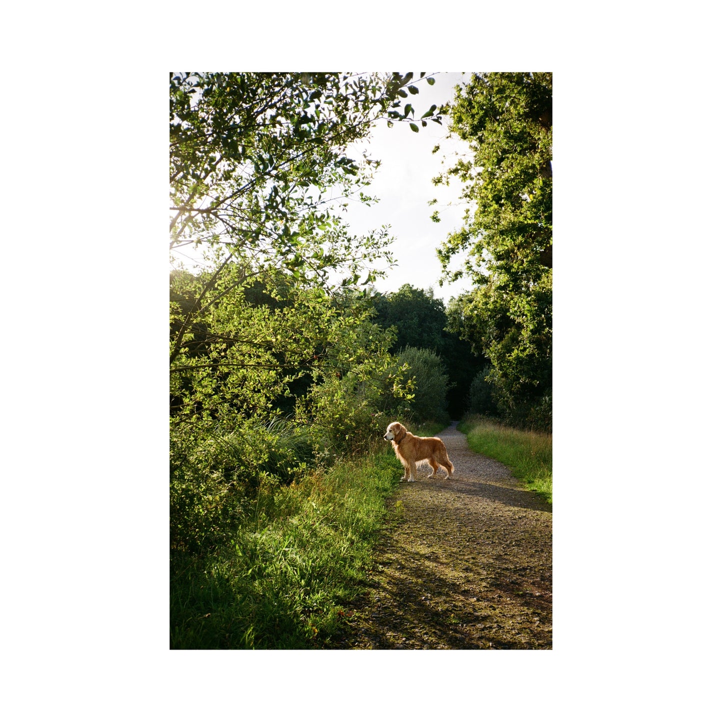 Kodak Gold - 120 Film
