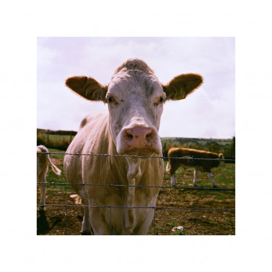 Harman Phoenix II - 35mm Film