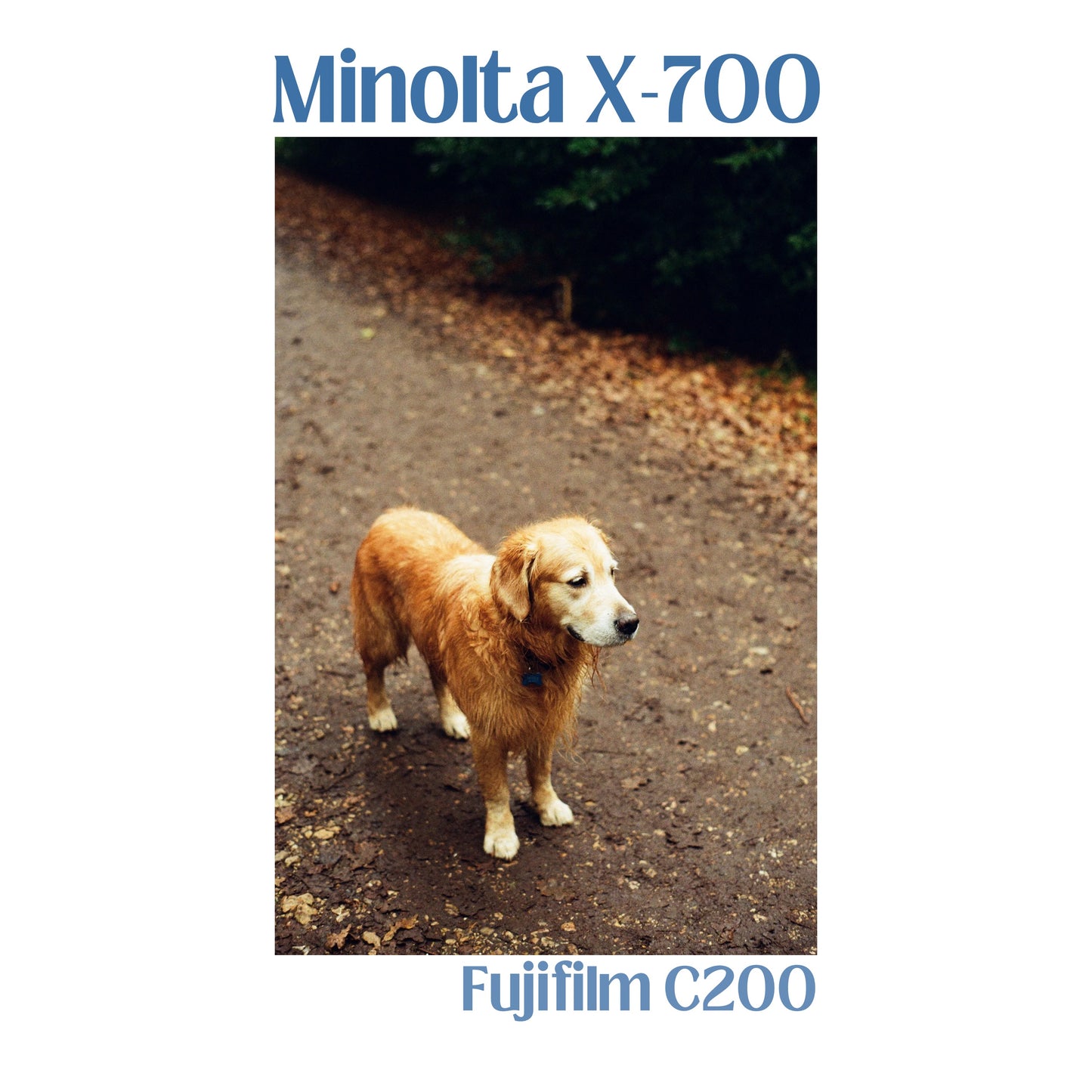 Minolta X-700 with f/1.4 50mm lens