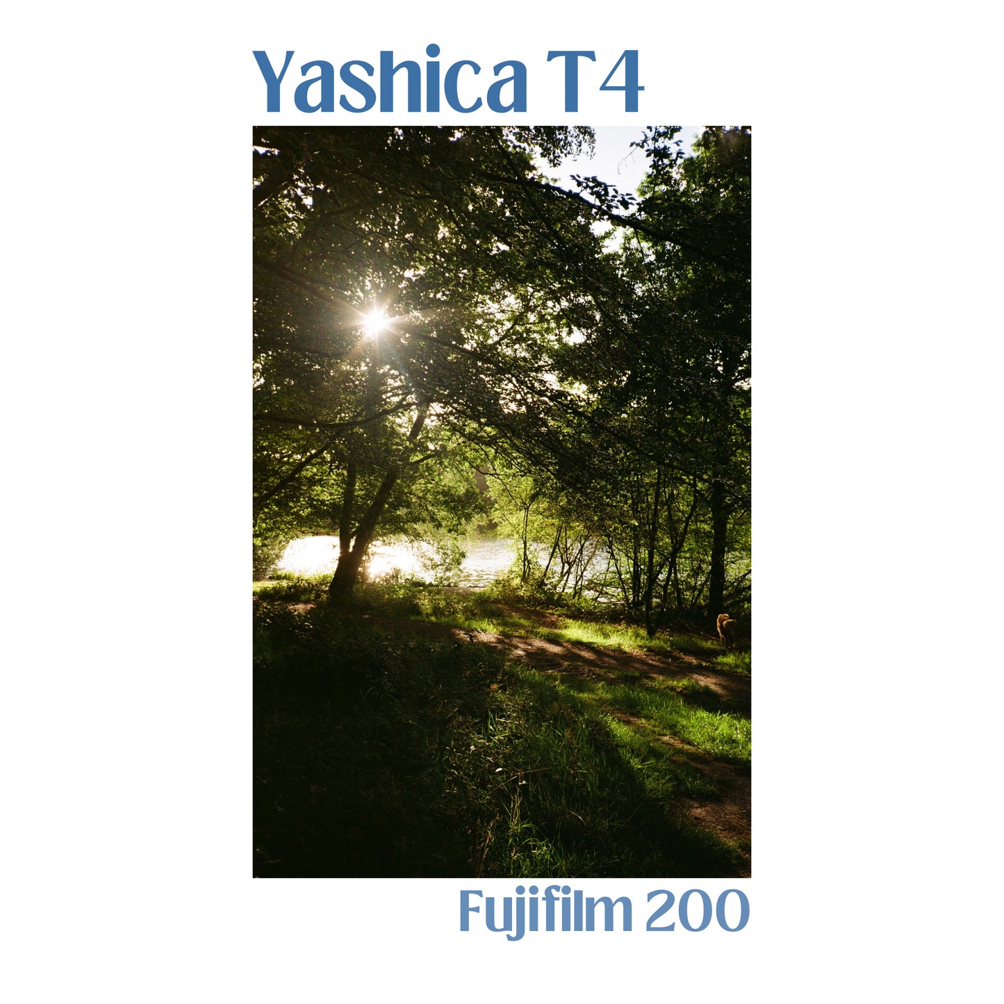 Yashica T4