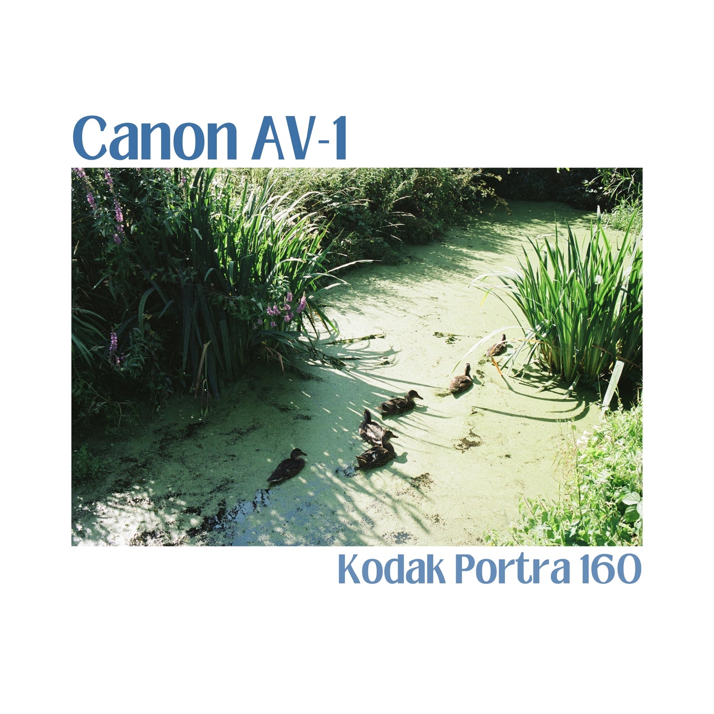Canon AV-1
