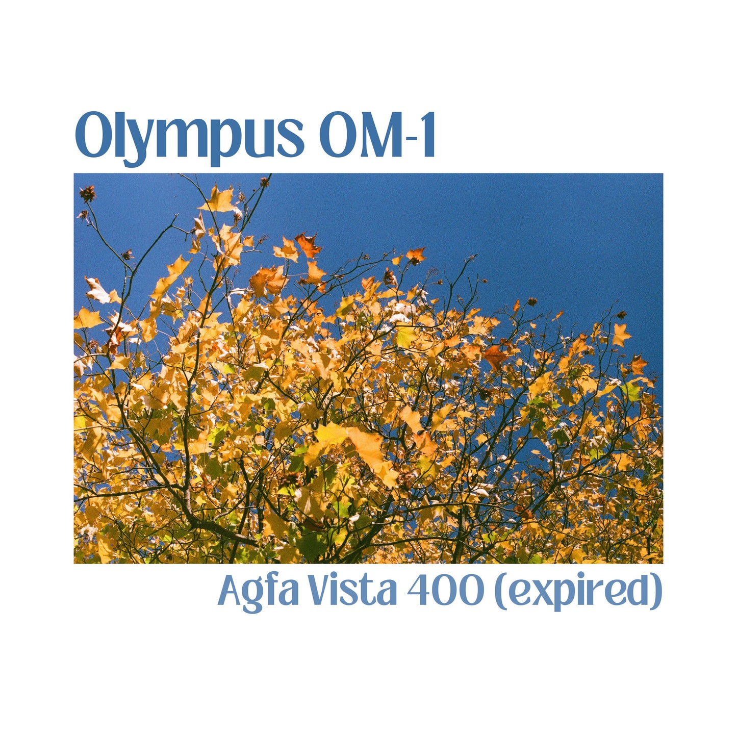 Olympus OM-1 - British Racing Green