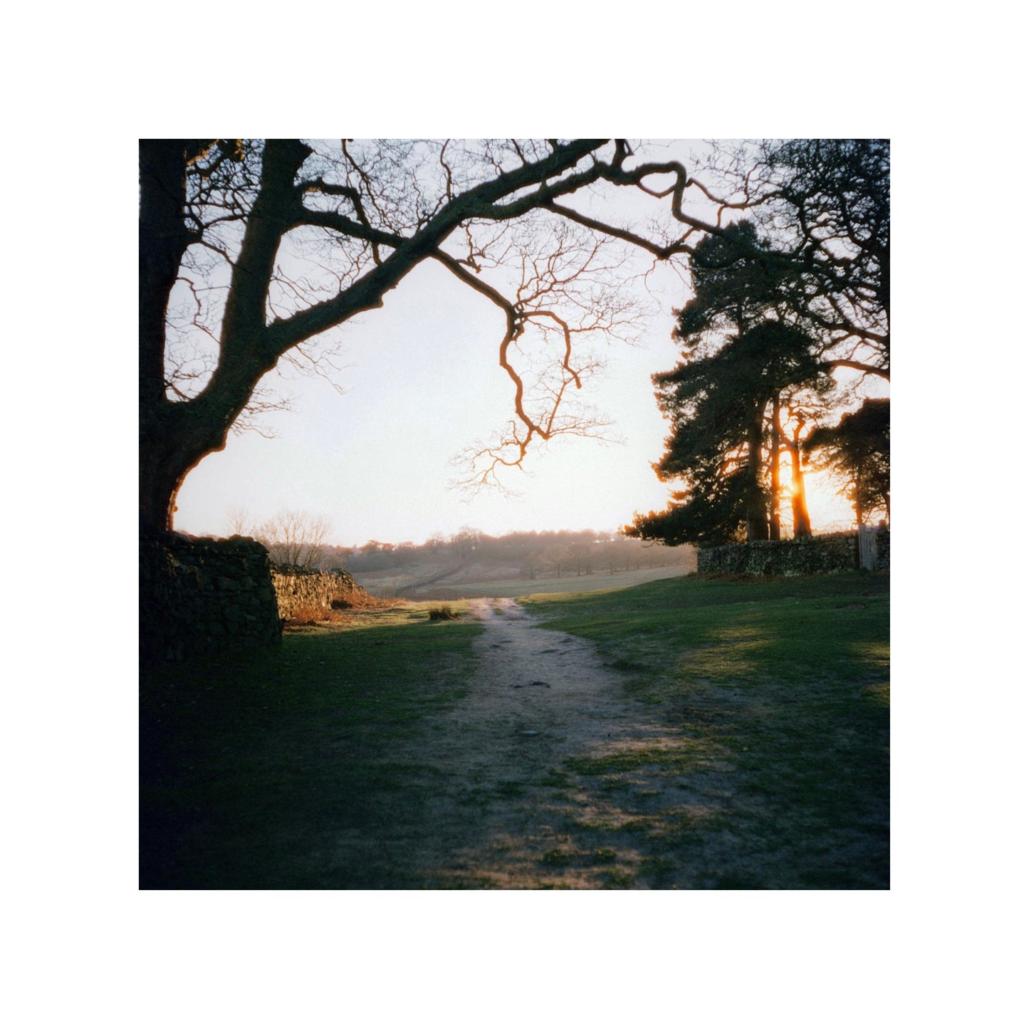 Harman Phoenix 200 - 35mm Film