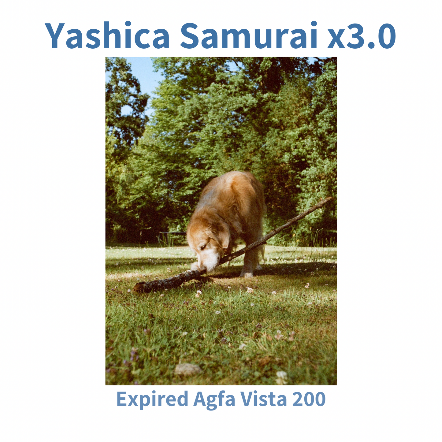 Yashica Samurai x3.0