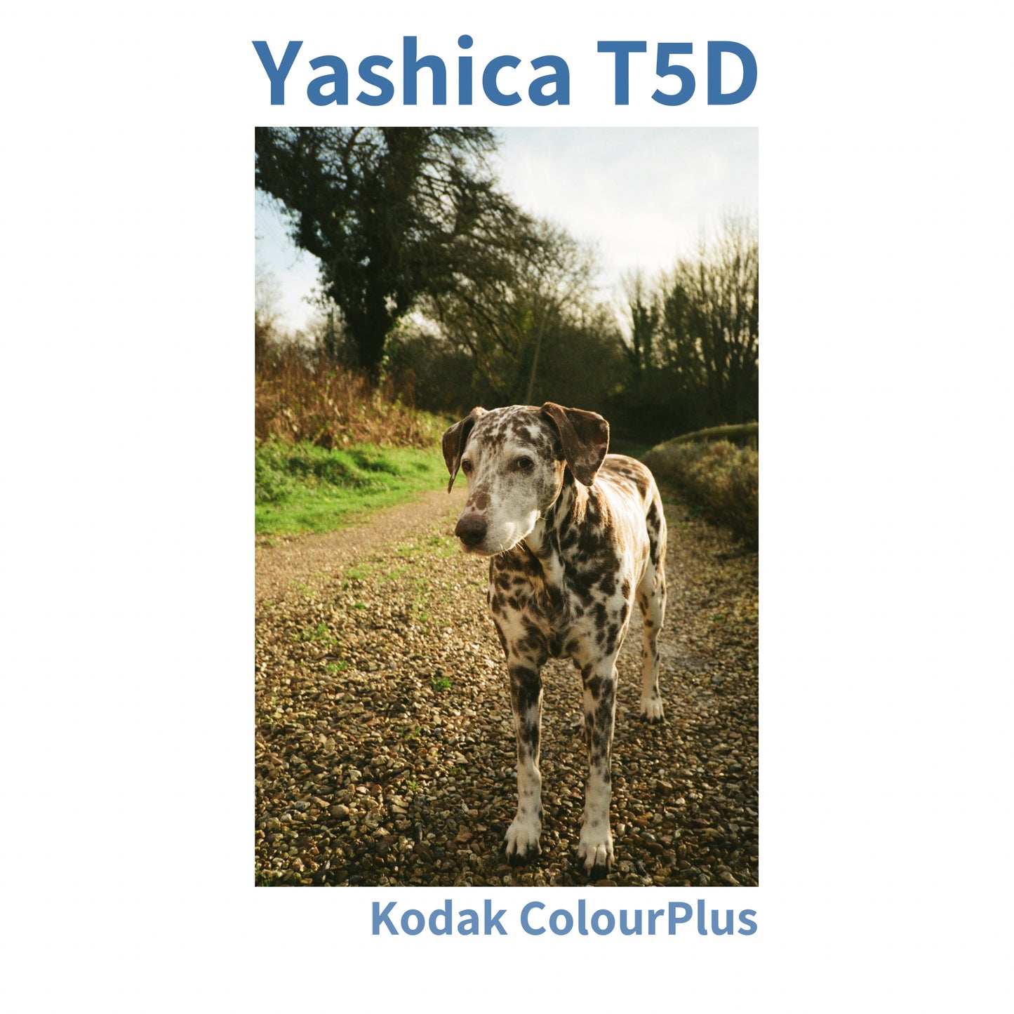 Yashica T5D